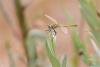 Sympetrum fonscolombii